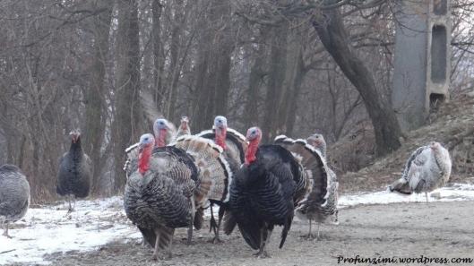 Iarna , pe ulita , la tara