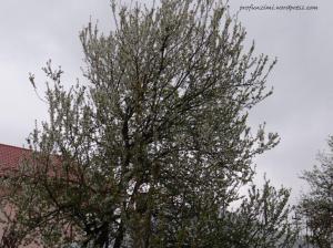 Zi rece de primavara