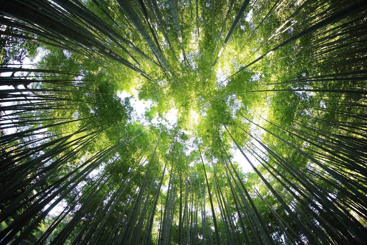 Cabană în pădure
