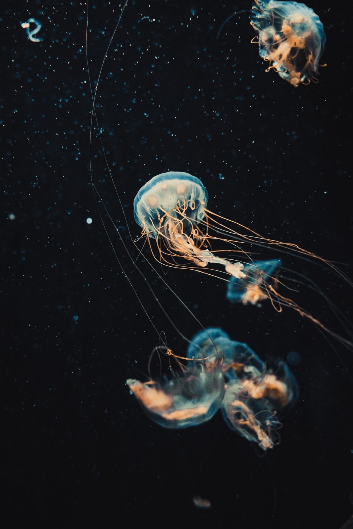 Meduze
