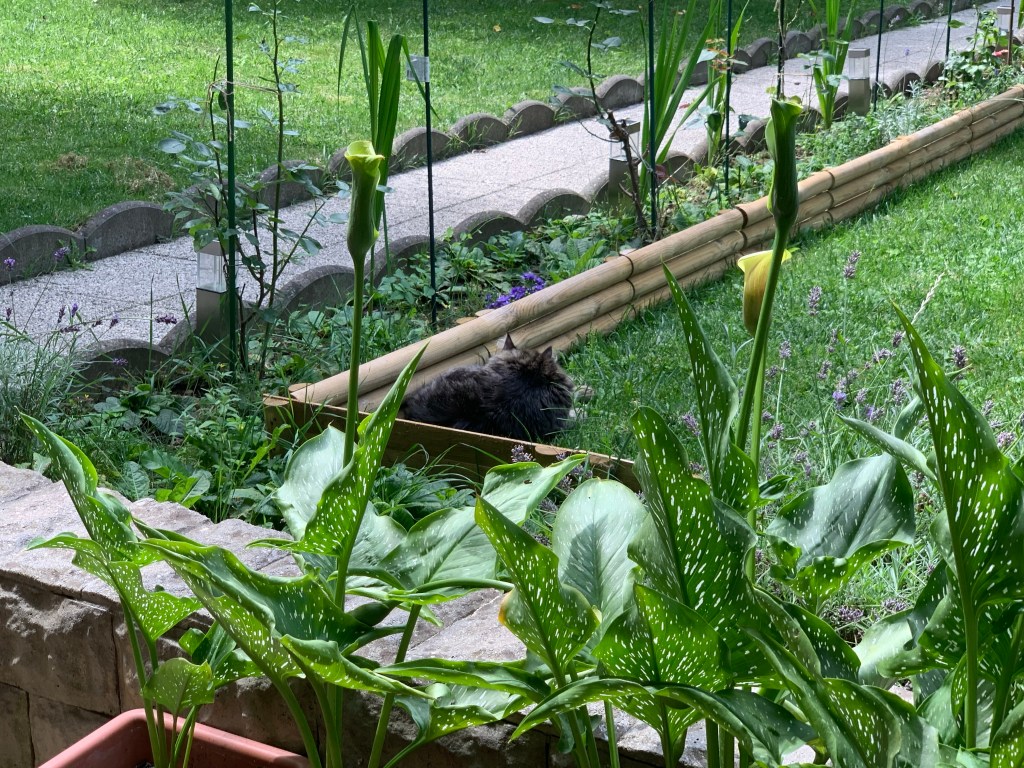 Cod portocaliu de ploi&nbsp;torențiale