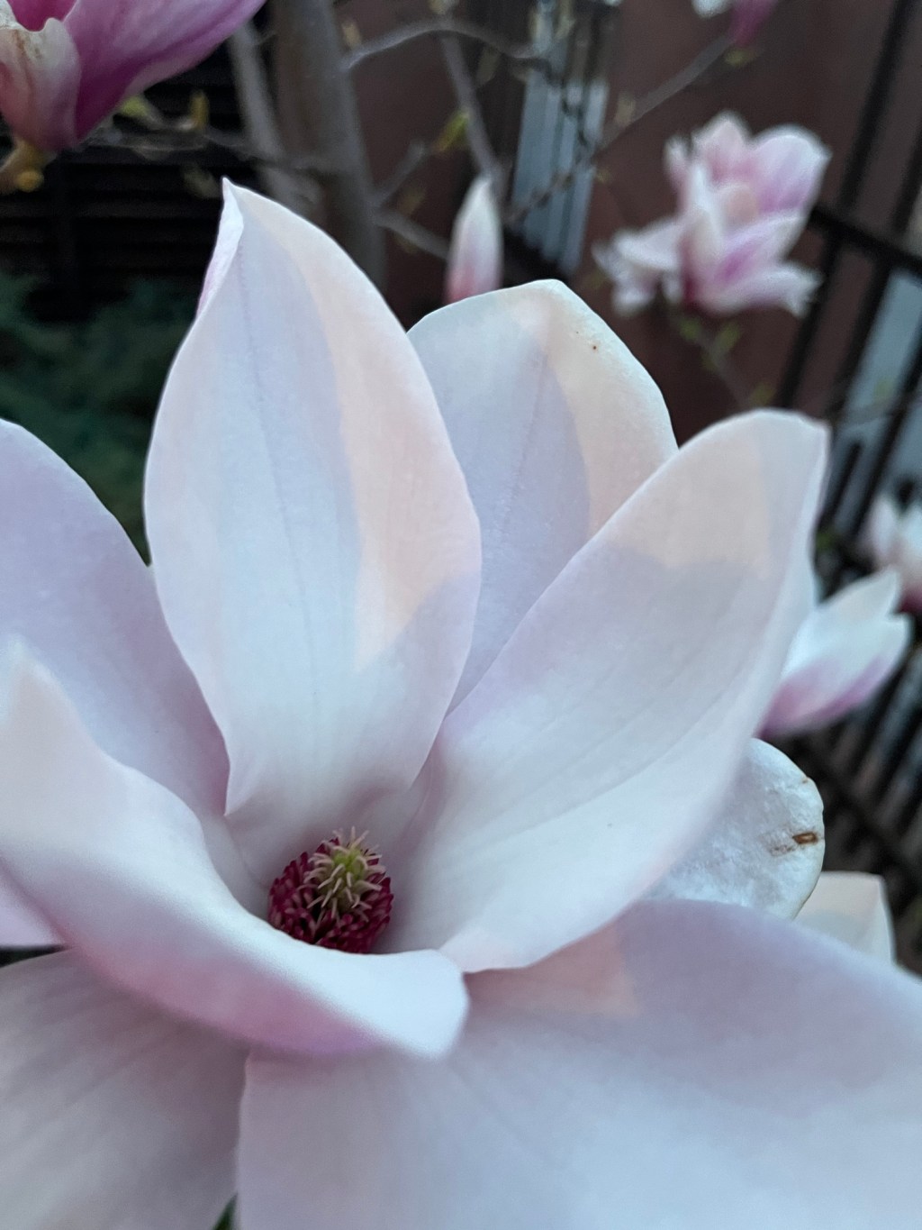 Magnolia