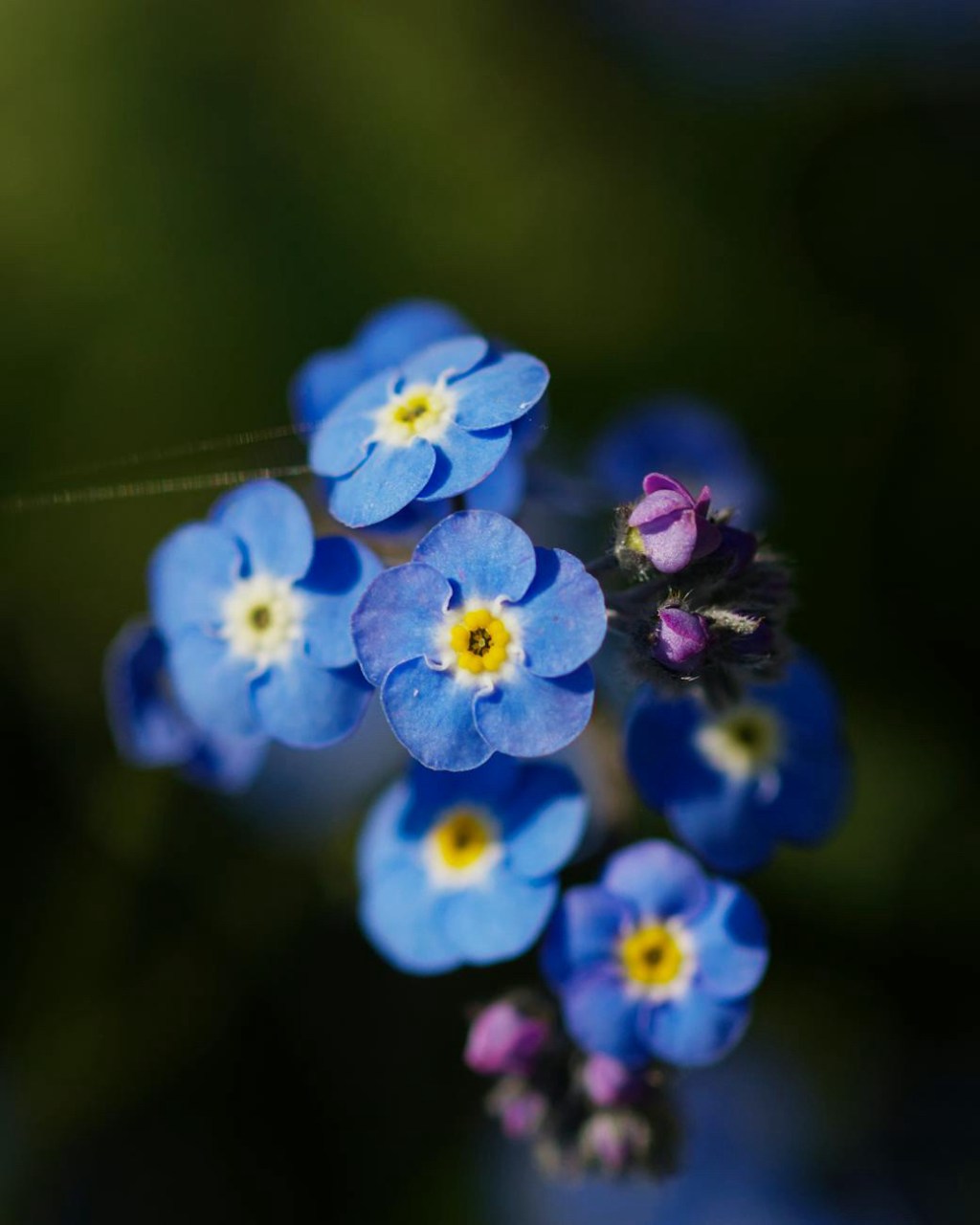 Jurnalul unui uituc&nbsp;incurabil