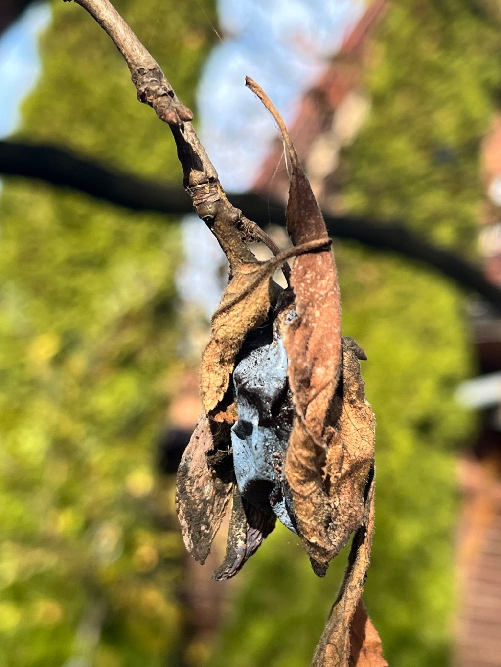 Imaginea zilei :&nbsp;vestigii