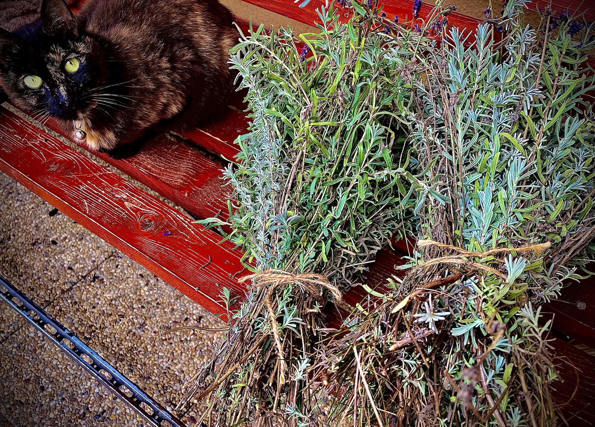 Imaginea zilei : lavanda