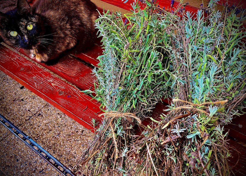 Imaginea zilei :&nbsp;lavanda